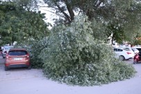 OTOBÜS TERMİNALİ - Kopan Ağaç Dalı Üç Araca Zarar Verdi