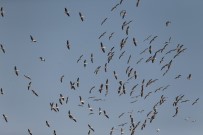 HALI DESENİ - (Özel) Ak Pelikanların Gökyüzündeki Dansı Havadan Görüntülendi
