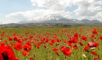 DOĞA FOTOĞRAFÇISI - Süphan Dağı Ve Gelincik Çiçeklerinin Muhteşem Manzarası