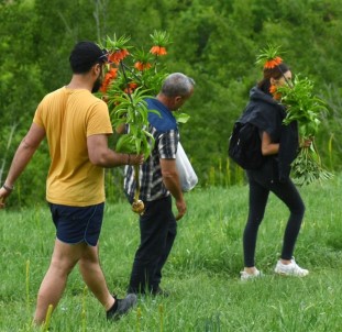 Ters Laleleri Koparıp Götüren 3 Kişiye 180 Bin TL Para Cezası