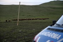 800 Küçük Baş Hayvan Yakalandı