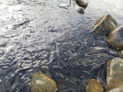 Kıyıda Kalan Çok Sayıda Balık Yine Telef Oldu