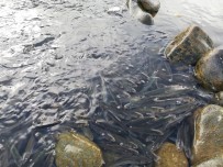 Kıyıda Kalan Çok Sayıda Balık Yine Telef Oldu Haberi