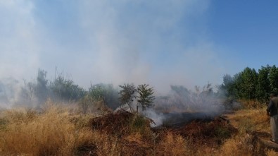 Anız Yangını Odunluğu Kül Etti