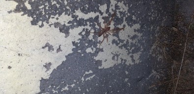 Kozluk'ta 'Sarıkız' Örümcek Alarmı