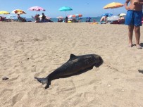 YUNUS BALIĞI - (Özel) Karasu Sahilinde Ölü Yunus Balığı Şoku