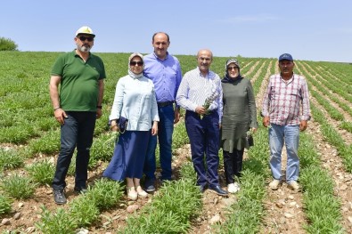 Adana'da Tarımsal Ürün Çeşitliliği Artıyor