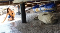 FOK BALIĞI - Bodrum Koylarını Mesken Tutan Beyaz Fok Balığını Şikayet Ettiler