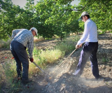 Malatya'da Yoğun Kayısı Mesaisi Devam Ediyor
