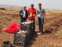 TAHIR ÖZTÜRK - Sarımsaklarını Şehit Ve Gazi Ailelerine Bağışladı