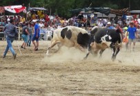 Ula'da Boğa Güreşi