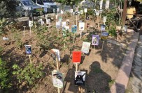 KÖŞE YAZARı - Bahçeye Ekilen Fidanlar Kitap Açtı