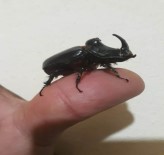 Bu Kez Mersin'de Bulundu