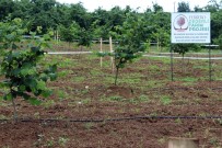 Dev Şirket Türkiye'deki Yatırımlarını Artırdı