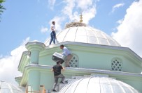 CAMİİ - Elekrtik Akımı 5 Yavru Leyleği  Annesiz  Bıraktı