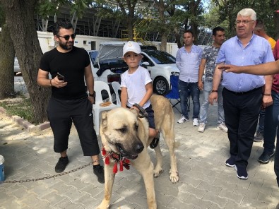 En Güzel Köpek Seçildi