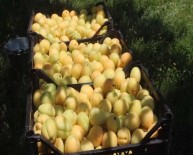 Iğdır'da Sarı Altın Hasadı Başladı