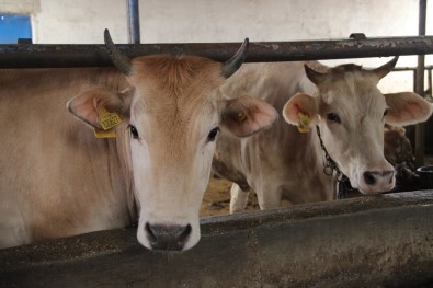 İşte Kurban Alırken Dikkat Edilmesi Gerekenler