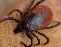 CUMHURIYET ÜNIVERSITESI - 5 çocuk annesi kadın kene kurbanı