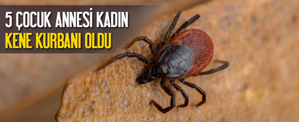 5 çocuk annesi kadın kene kurbanı