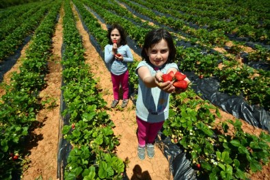Konya'da 2020 Yılı Tarımsal Destekleme Başvuruları Başladı