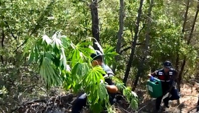 Manisa'da Uyuşturucu Operasyonu