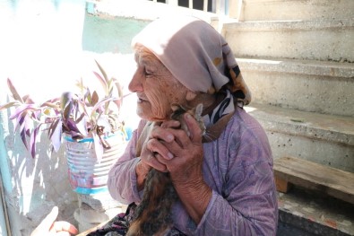 Otomobilin Çarptığı Kedisinin Ardından Gözyaşı Döken Yaşlı Kadın Yürek Burktu