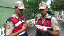 KEÇİ - Yaralı Karaca Yavrusuna Jandarma Sahip Çıktı