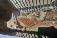 VAN YÜZÜNCÜ YıL ÜNIVERSITESI - Yaralı Yavru Tilki Tedavi Altına Alındı