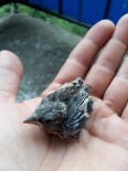 MADEN İŞÇİSİ - Yuvadan Düşen Yavru Kuşla Arkadaş Oldu