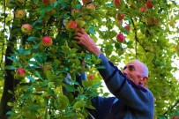 HÜSEYIN YıLMAZ - 2 Bin Yıllık 'Amasya Misket Elması'na Özel Gen Bahçesi