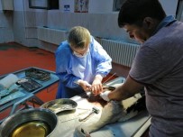 Bingöl'de Yaralı Leylek Tedavi Altına Alındı