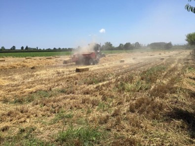 Çarşamba'da Siyez Buğdayı Üretimi