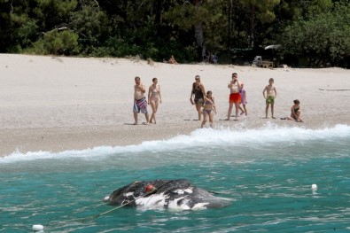 Fethiye'de Karaya Vurdu, Görenler Şaştı Kaldı
