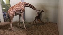 COLORADO - Hayvanat Bahçesinin Yeni Üyesi İlk Adımlarını Attı