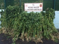 Kocaeli'de Ormanlık Alana Ekili 4 Bin 175 Kök Kenevir Yakalandı