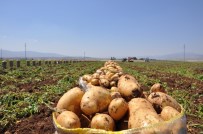 Sandıklı'da Patates Hasadı Başladı
