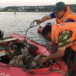 İRKUTSK - Sele Kapılan Hayvanlar Nehirden Toplanıyor