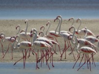 FLAMİNGO - Seyfe Gölü'nde Kuş Çeşitliliği Yaşanıyor