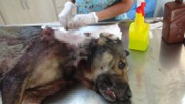 BAKIM MERKEZİ - Sokak Köpeğine Domuz Kurşunu