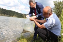 DENIZ PIŞKIN - Tosya Sekiler Göletine 2 Bin Sazan Bırakıldı