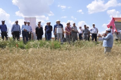 Yeni Buğday Çeşitleri 'Mesut' Ve 'Reis' İçin Tarla Günü Düzenlendi