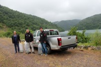 35 Bin Sazan Yavrusu Göletlere Bırakıldı