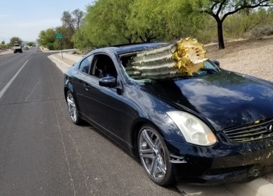 Arizona'da Otomobil Kaktüse Daldı