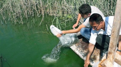 Aydın'da 100 Bin Adet Yavru Sazan Balığı Göletlere Bırakıldı