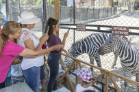 KÖPEKBALIĞI - Çocuklar Anneleriyle Tarsus Hayvan Parkı'nı Gezdi
