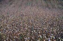 BARAJ GÖLÜ - Çorum'da Haşhaş Hasadı Başladı