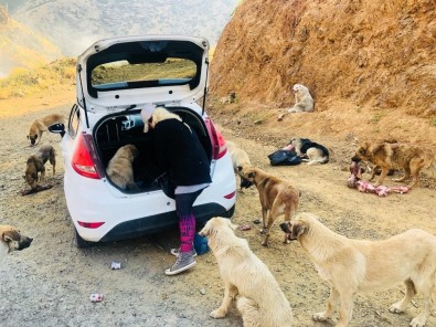 Fedakar Öğretmen Köpekleri İçin Tatilden Vazgeçti