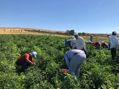 Kadıoğlu Çiftçiler İle Birlikte Hasat Yaptı