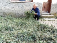 İL GENEL MECLİSİ - Karbasan Köyünde Adaçayı Hasadına Başlandı